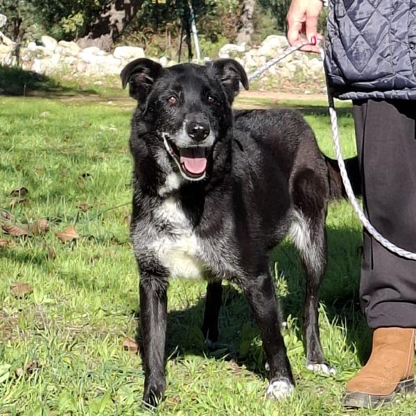 Crik&Crok Cerca Famiglia. Info Monica 3890238584 Foto 2